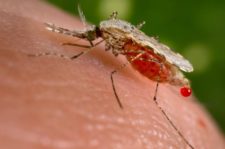 Mosquito Anopheles stephensi - Credit-wikipedia.com